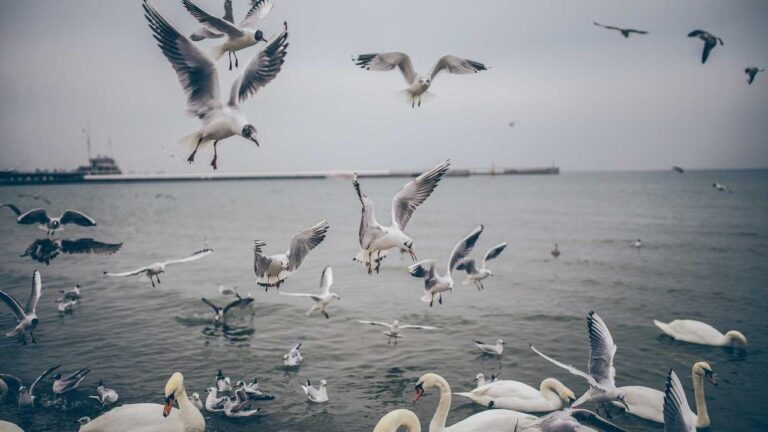 What Are The Steps To Install Cricbet99 App For Android?